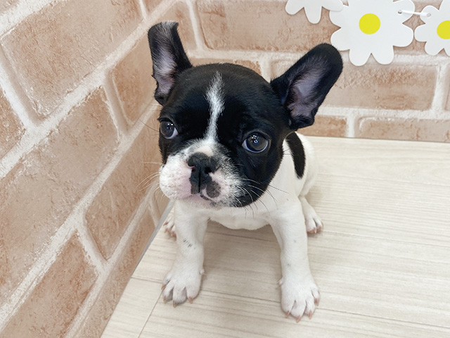 鹿児島県のフレンチブルドッグ (ペッツファースト鹿児島店/2025年10月14日生まれ/女の子/パイド)の子犬の1枚目の画像