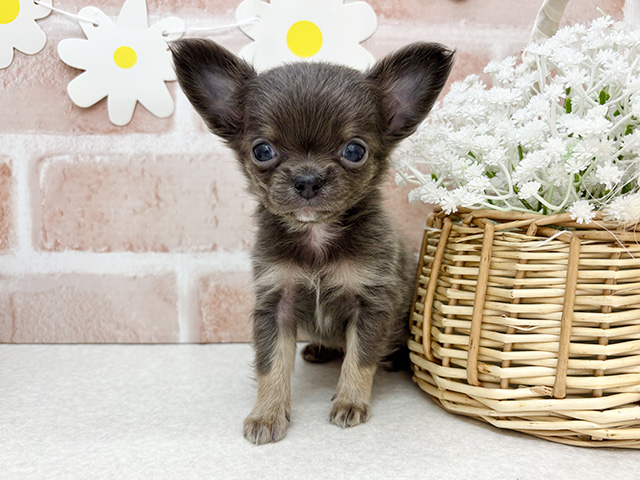 東京都のチワワ(ロング) (ペッツファーストお台場店/2025年10月14日生まれ/男の子/ブルータン)の子犬の1枚目の画像