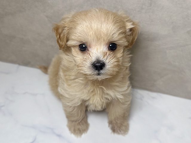 福岡県のマルプー(マルチーズ×プードル) (ペッツファースト福津店/2025年10月14日生まれ/女の子/アプリコット)の子犬の1枚目の画像