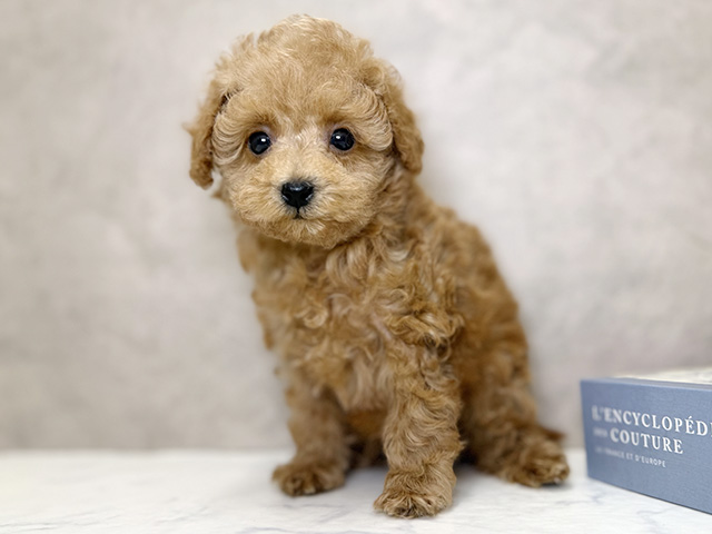 大阪府のトイプードル(タイニー) (ペッツファースト心斎橋本店/2025年10月12日生まれ/女の子/アプリコット)の子犬の1枚目の画像