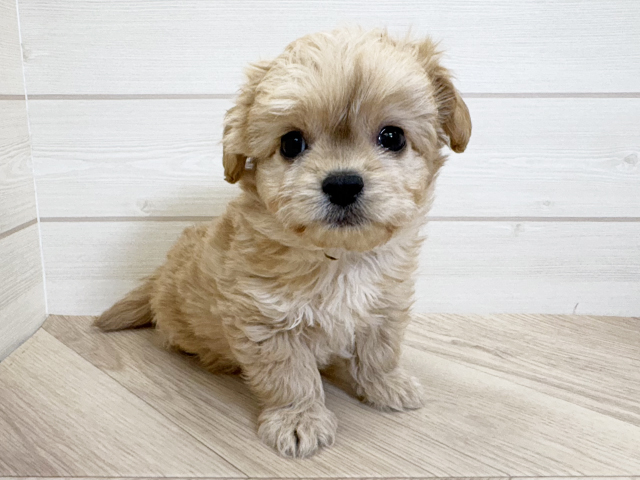 千葉県のチワプー/プーチー(チワワ×プードル) (ペッツファースト市川コルトンプラザ店/2025年10月14日生まれ/男の子/アプリコット)の子犬