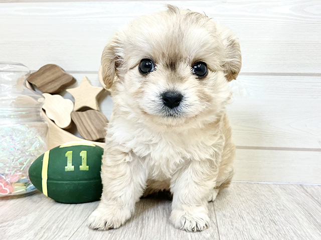 愛知県のチワプー/プーチー(チワワ×プードル) (ペッツファースト大高店/2025年10月14日生まれ/男の子/クリームセーブル)の子犬の1枚目の画像