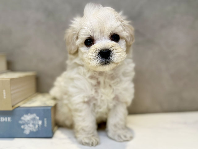 埼玉県のマルプー(マルチーズ×プードル) (ペッツファースト川口店/2025年10月14日生まれ/男の子/クリーム)の子犬の1枚目の画像