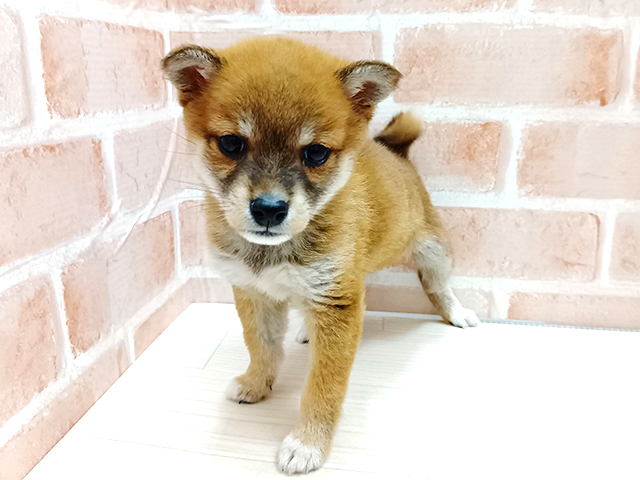 埼玉県の柴犬(標準サイズ) (ペッツファースト春日部店/2025年10月10日生まれ/女の子/赤)の子犬の1枚目の画像