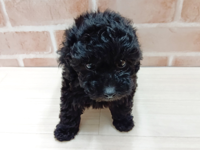 埼玉県のトイプードル(トイ) (ペッツファースト春日部店/2025年10月10日生まれ/女の子/ブラック)の子犬