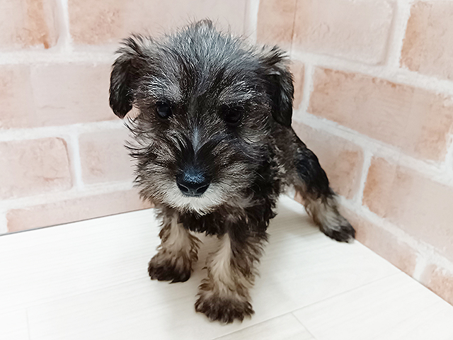 埼玉県のミニチュアシュナウザー (ペッツファースト春日部店/2025年10月12日生まれ/男の子/ソルトペッパー)の子犬