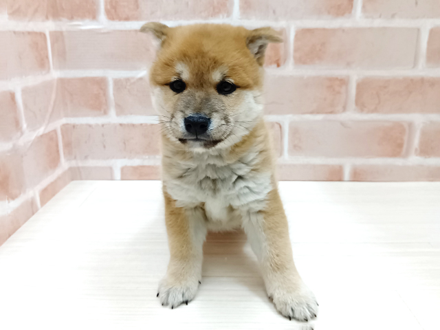 埼玉県の豆柴 (ペッツファースト春日部店/2025年10月13日生まれ/男の子/赤)の子犬の1枚目の画像