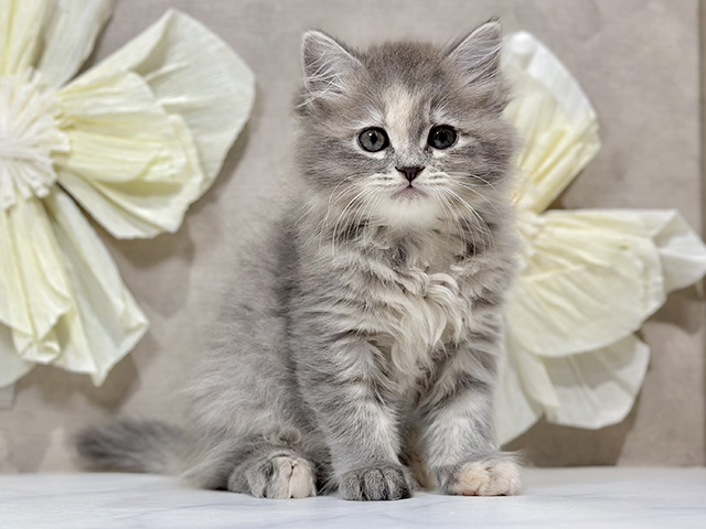 東京都のサイベリアン (ペッツファースト原宿店/2025年10月10日生まれ/女の子/ブルーパッチドタビー)の子猫の1枚目の画像