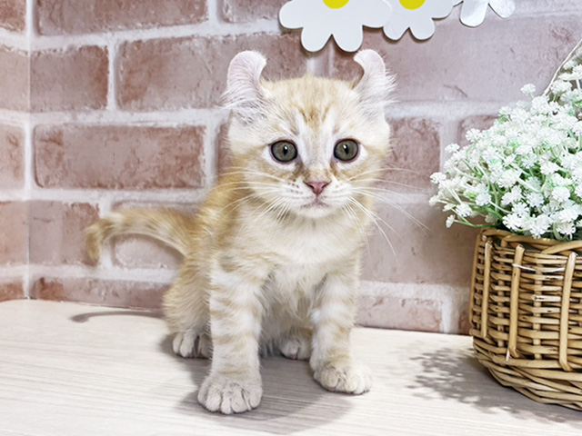 岡山県のアメリカンカール (ペッツファースト倉敷店/2025年10月9日生まれ/男の子/クリームタビー)の子猫の1枚目の画像