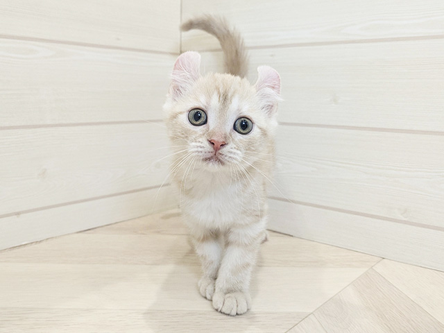 アメリカンカール, 性別 女の子, 誕生日 2025/10/09, 毛色 クリームタビー, 出身 東京都, 店舗 岡崎店(愛知県), お問い合わせ番号 2508142