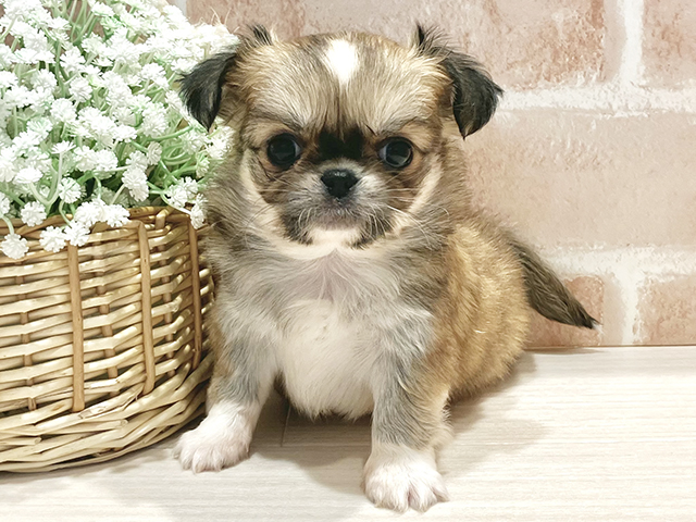 神奈川県のチワペキ/ペキチー/ペキチワ(チワワ×ペキニーズ) (ペッツファースト横浜元町店/2025年10月14日生まれ/女の子/レッドホワイト)の子犬の1枚目の画像