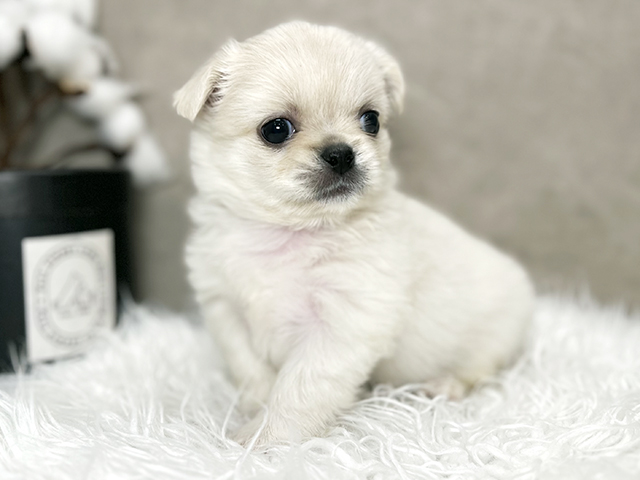 東京都のチワペキ/ペキチー/ペキチワ(チワワ×ペキニーズ) (ペッツファースト青山店/2025年10月15日生まれ/女の子/ホワイト)の子犬
