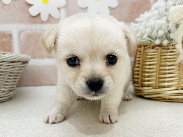 東京都のチワ柴/柴チワ/チワシバ(チワワ×柴) (ペッツファーストお台場店/2025年10月14日生まれ/女の子/白)の子犬の1枚目の画像