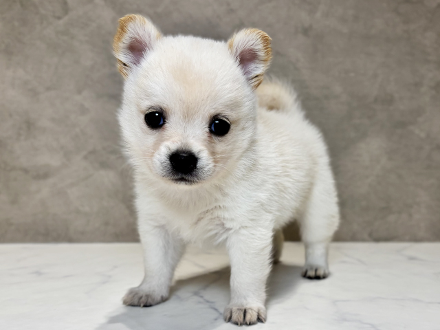 東京都のチワ柴/柴チワ/チワシバ(チワワ×柴) (ペッツファースト神楽坂店/2025年10月14日生まれ/女の子/白)の子犬の1枚目の画像