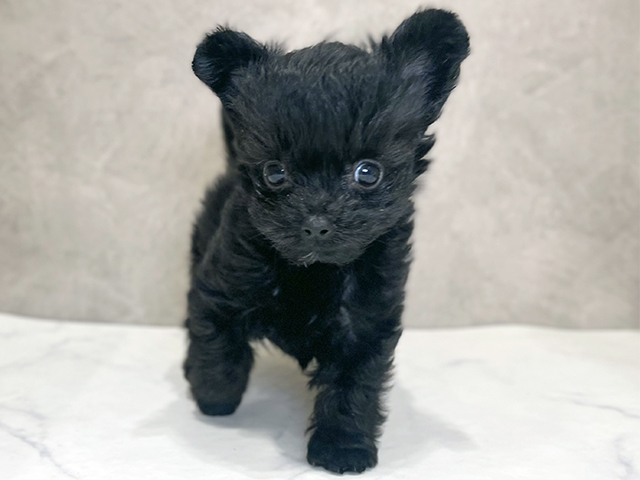 千葉県のチワプー/プーチー(チワワ×プードル) (ペッツファーストららぽーとTOKYO-BAY店/2025年10月10日生まれ/男の子/ブラック)の子犬の1枚目の画像