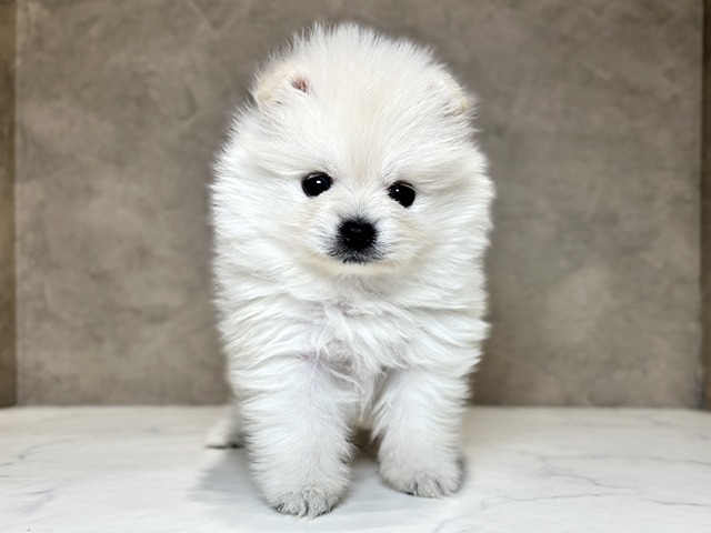 東京都のポメラニアン (ペッツファースト神楽坂店/2025年10月15日生まれ/男の子/クリーム)の子犬の1枚目の画像