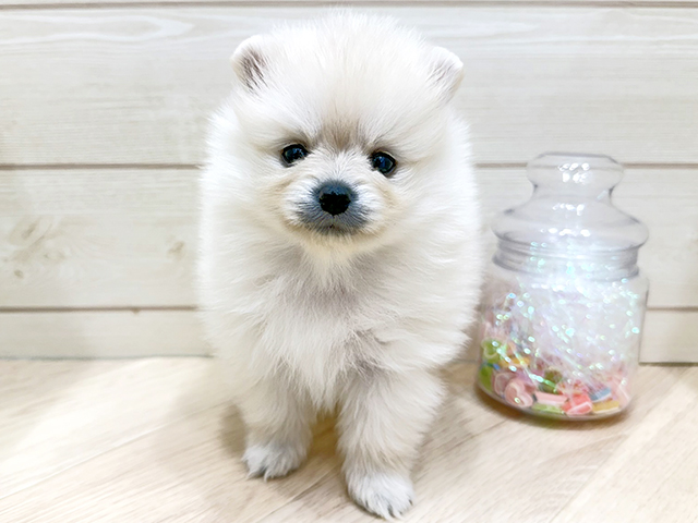 広島県のポメラニアン (ペッツファースト広島府中店/2025年10月15日生まれ/女の子/クリーム)の子犬の1枚目の画像