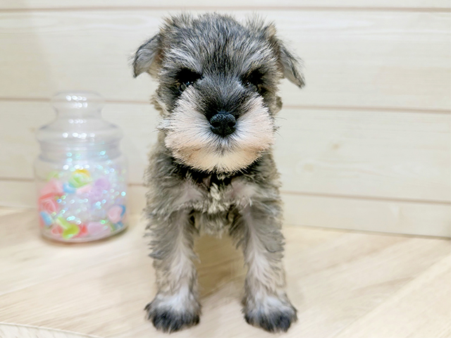 広島県のミニチュアシュナウザー (ペッツファースト広島府中店/2025年10月15日生まれ/男の子/ソルトペッパー)の子犬の1枚目の画像
