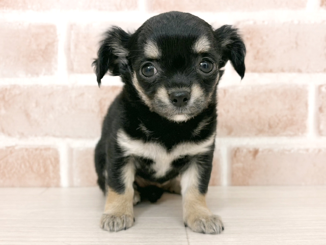 埼玉県のチワワ(ロング) (ペッツファーストさいたま新都心店/2025年10月15日生まれ/女の子/ブラックタンホワイト)の子犬の1枚目の画像