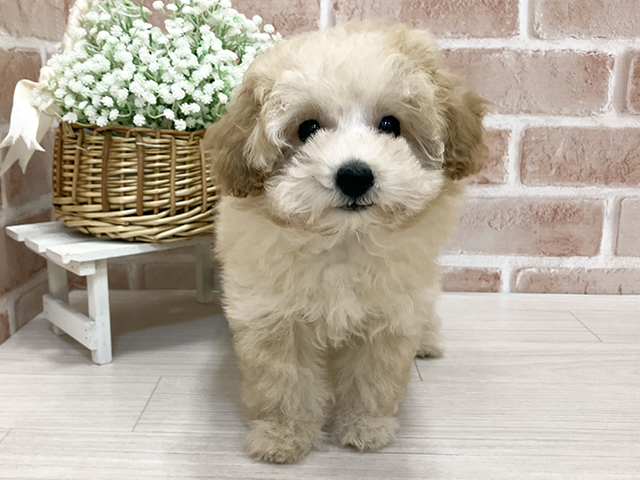 奈良県のトイプードル(トイ) (ペッツファースト奈良登美ヶ丘店/2025年10月15日生まれ/女の子/アプリコット)の子犬の1枚目の画像