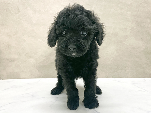 東京都のトイプードル(トイ) (ペッツファースト八王子多摩美大前店/2025年10月15日生まれ/男の子/ブラック)の子犬の1枚目の画像