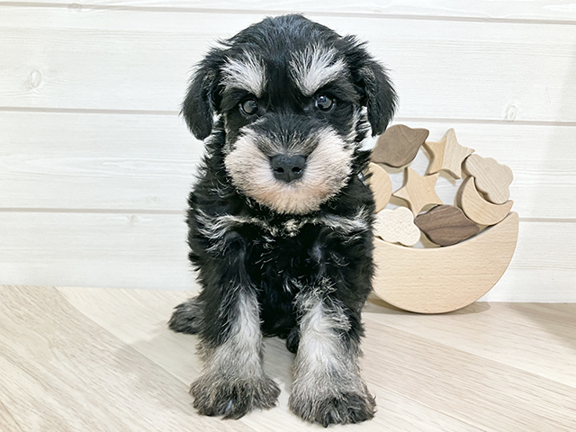 ミニチュアシュナウザー