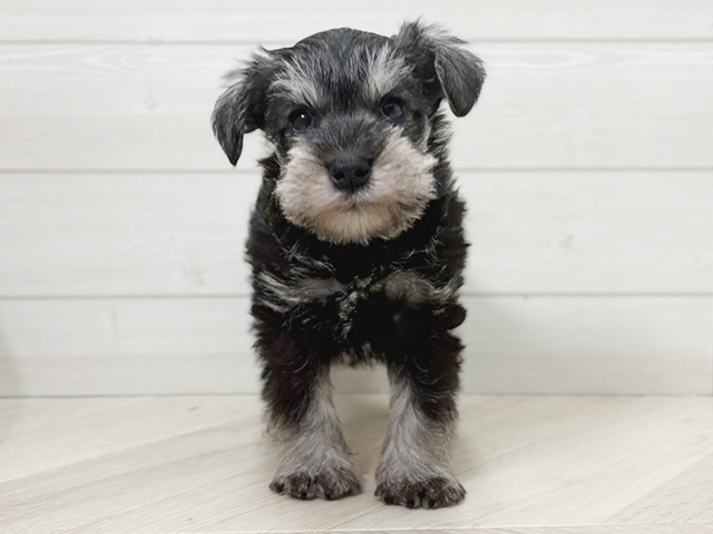 ミニチュアシュナウザー