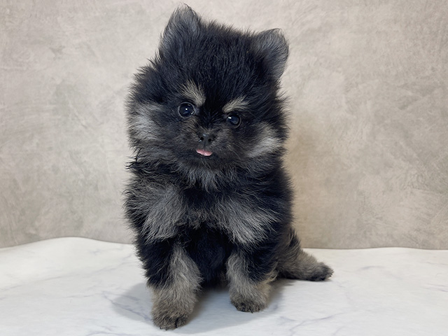 千葉県のポメラニアン (ペッツファーストららぽーとTOKYO-BAY店/2025年10月15日生まれ/女の子/ブラックタン)の子犬の1枚目の画像