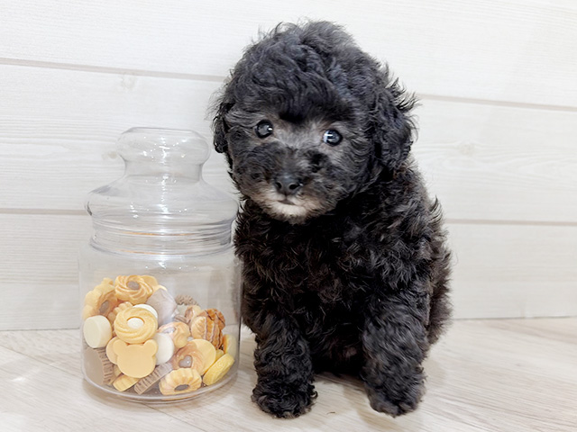 トイプードル, 性別 女の子, 誕生日 2025/10/15, 毛色 シルバー, 出身 岐阜県, 店舗 神戸元町店(兵庫県), お問い合わせ番号 2553956