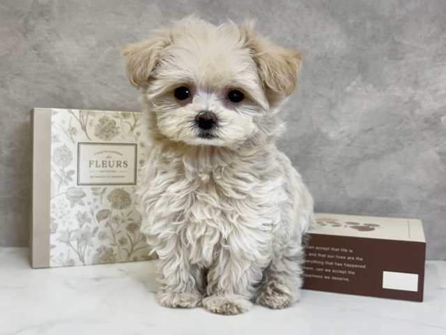 奈良県のマルプー(マルチーズ×プードル) (ペッツファースト橿原店/2025年10月12日生まれ/女の子/アプリコット)の子犬の1枚目の画像