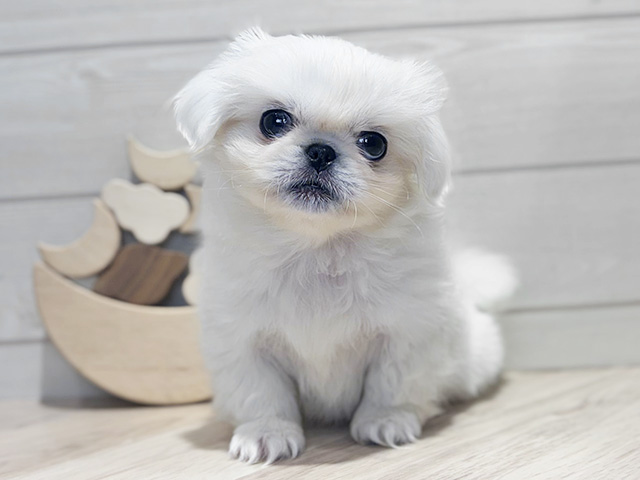 東京都のペキニーズ (ペッツファースト吉祥寺本店/2025年10月15日生まれ/女の子/ホワイト)の子犬の1枚目の画像