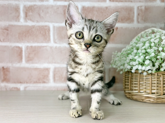 京都府のアメリカンショートヘアー (ペッツファースト京都店/2025年10月15日生まれ/男の子/シルバータビー)の子猫