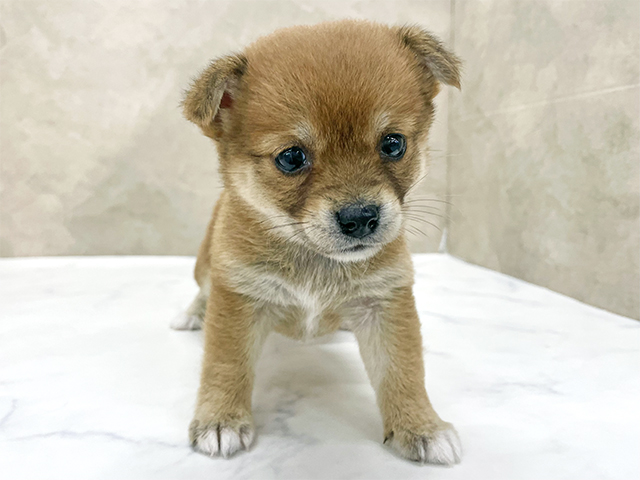 東京都の柴ミックス (ペッツファースト八王子多摩美大前店/2025年10月12日生まれ/女の子/赤)の子犬の1枚目の画像