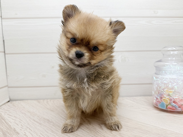 ポメチワ, 性別 女の子, 誕生日 2025/10/15, 毛色 オレンジ, 出身 岐阜県, 店舗 渋谷店(東京都), お問い合わせ番号 2553972