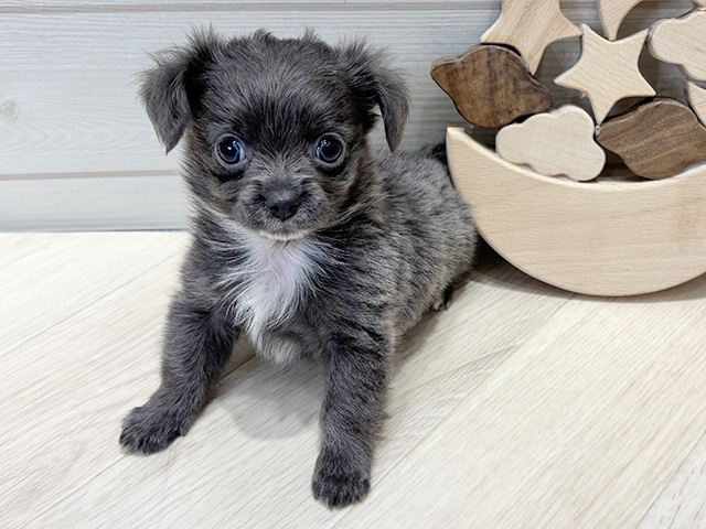 広島県のポメチワ/チワポメ/ポメチー(ポメラニアン×チワワ) (ペッツファースト広島府中店/2025年10月15日生まれ/男の子/クリームセーブル)の子犬の1枚目の画像