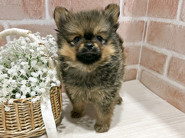 東京都のポメチワ/チワポメ/ポメチー(ポメラニアン×チワワ) (ペッツファースト町田店/2025年10月15日生まれ/男の子/ウルフセーブル)の子犬の1枚目の画像