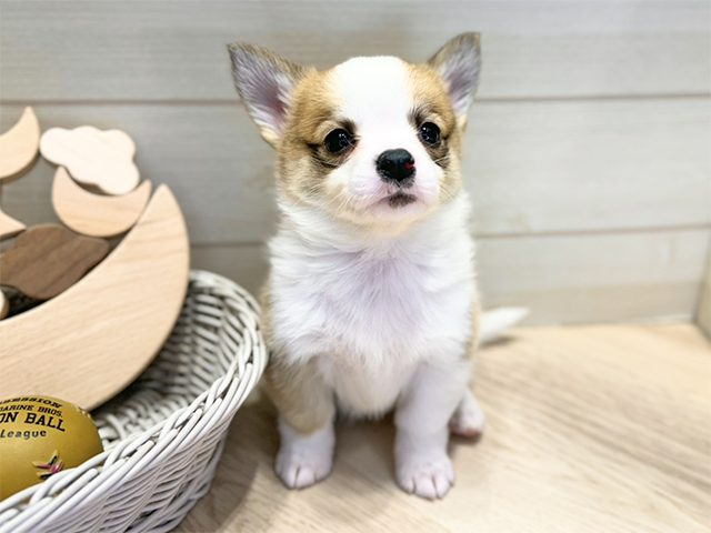 群馬県のチワコーギー(チワワ×コーギー) (ペッツファースト高崎店/2025年10月14日生まれ/男の子/レッドホワイト)の子犬