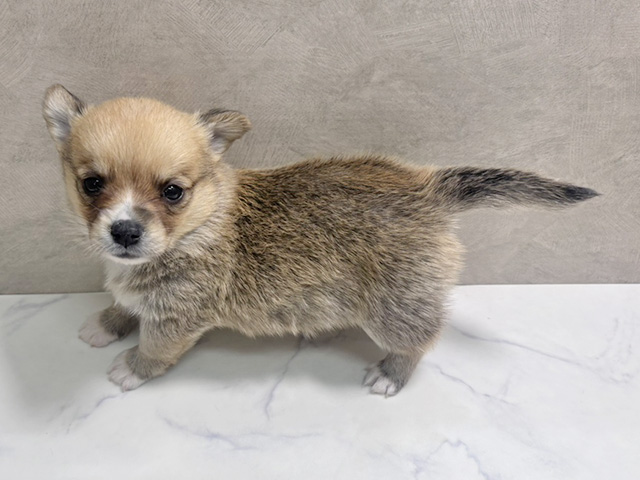 ウェルシュコーギーペンブロークミックス