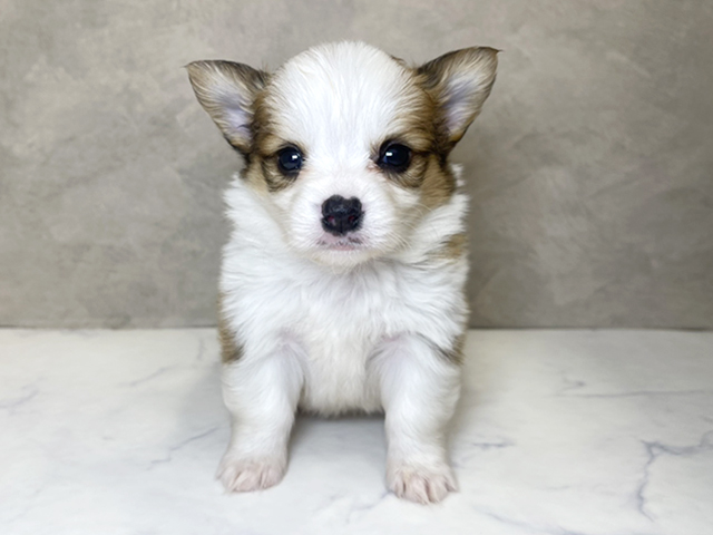 埼玉県のチワコーギー(チワワ×コーギー) (ペッツファーストPETEMOレイクタウンmori店/2025年10月14日生まれ/男の子/レッドホワイト)の子犬の1枚目の画像