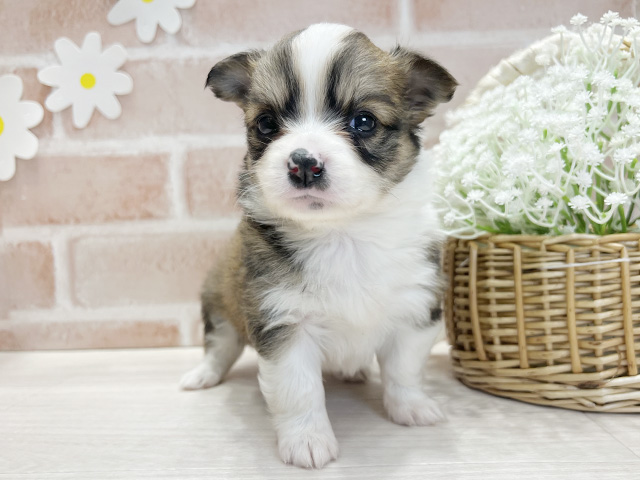 福岡県のチワコーギー(チワワ×コーギー) (ペッツファースト筑紫野店/2025年10月14日生まれ/女の子/レッドホワイト)の子犬の1枚目の画像