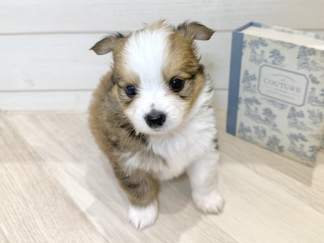 ウェルシュコーギーペンブロークミックス