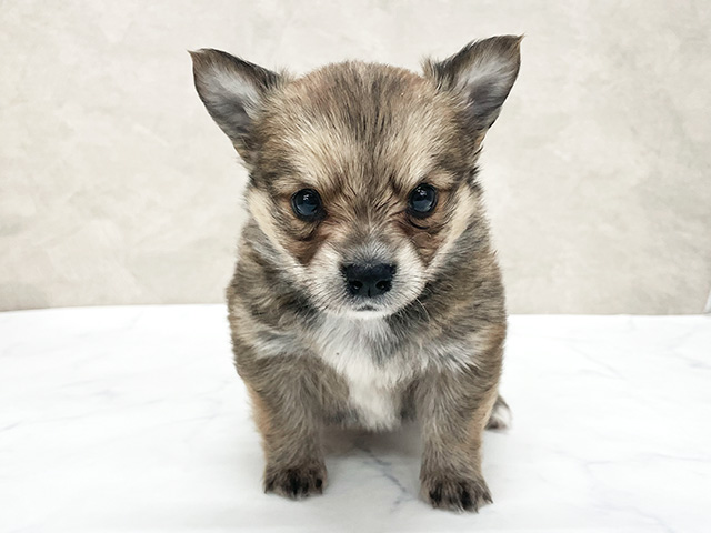 ウェルシュコーギーペンブロークミックス