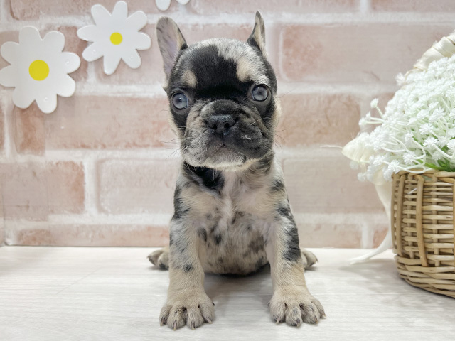 福岡県のフレンチブルドッグ (ペッツファースト筑紫野店/2025年10月7日生まれ/女の子/ブルーマールタン)の子犬の1枚目の画像