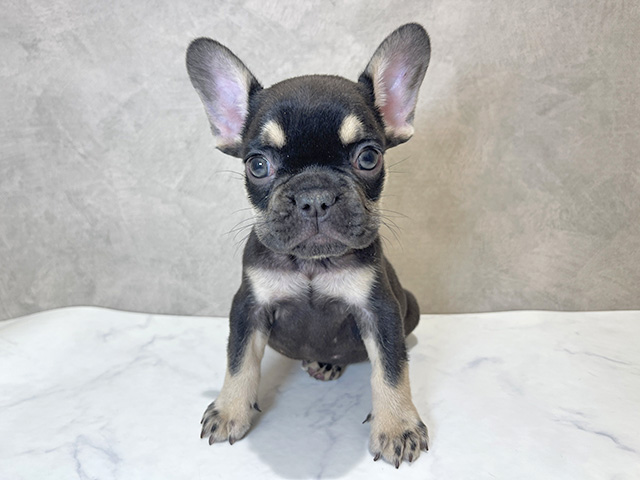 千葉県のフレンチブルドッグ (ペッツファーストららぽーとTOKYO-BAY店/2025年10月7日生まれ/男の子/チョコレートタン)の子犬の1枚目の画像