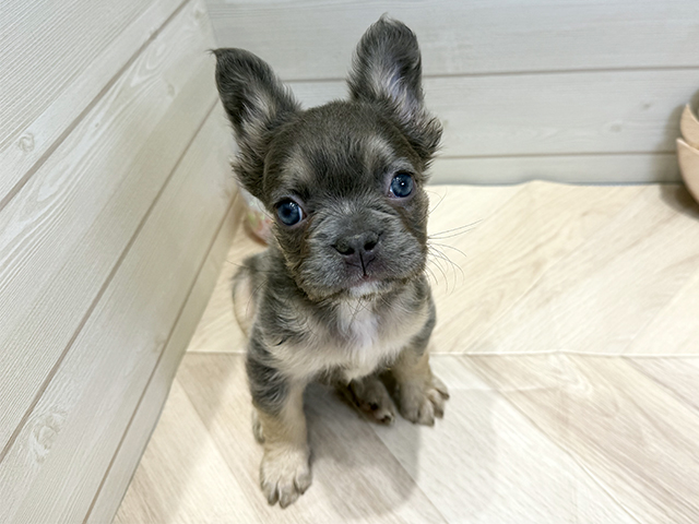 広島県のフレンチブルドッグ (ペッツファースト広島府中店/2025年10月8日生まれ/女の子/ライラックタン)の子犬の1枚目の画像