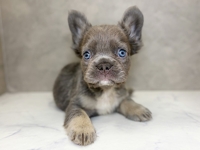 埼玉県のフレンチブルドッグ (ペッツファーストPETEMOレイクタウンmori店/2025年10月8日生まれ/男の子/ライラックタン)の子犬の1枚目の画像