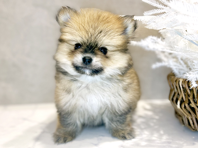 大阪府のポメチワ/チワポメ/ポメチー(ポメラニアン×チワワ) (ペッツファースト茶屋町店/2025年10月15日生まれ/男の子/クリームセーブル)の子犬