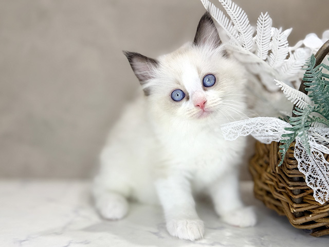 ラグドール, 性別 男の子, 誕生日 2025/10/03, 毛色 シールポイントバイカラー, 出身 奈良県, 店舗 茶屋町店(大阪府), お問い合わせ番号 2553991