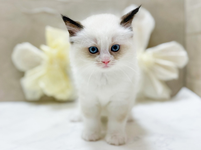 東京都のラグドール (ペッツファースト恵比寿店/2025年10月3日生まれ/男の子/シールポイントバイカラー)の子猫の1枚目の画像
