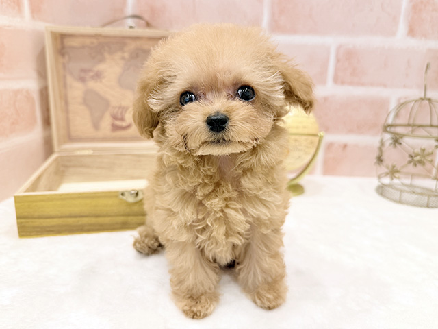 東京都のトイプードル(ティーカップ) (ペッツファースト広尾店/2025年10月8日生まれ/男の子/アプリコット)の子犬の1枚目の画像
